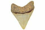 Fossil Megalodon Tooth - North Carolina #245745-1
